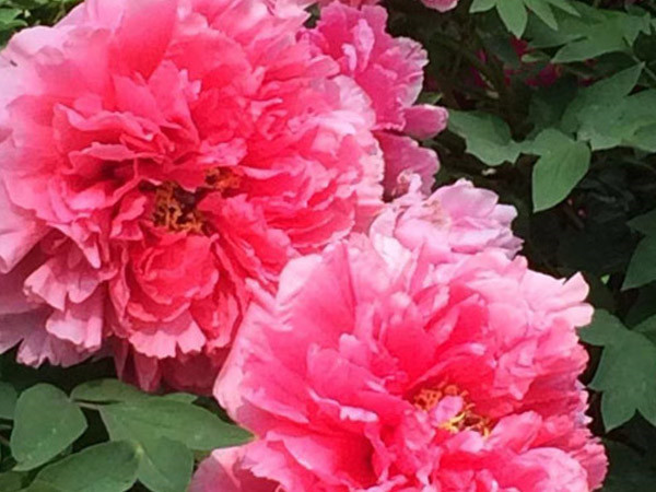 四月目光齊聚洛陽，牡丹花會驚艷開幕